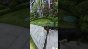 als-mein-hund-lief-passierte-das-unglaubliche