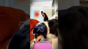 other-dogs-food-vs-robers-vs-this-one-☠️-|-edit-newyork-usa-dogs