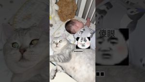 เมื่อคุณแม่ได้ยินเสียงกรนจึงรีบปลุกเจ้าเหมียว-funny-ตลก-cat-แมว