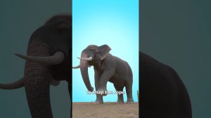 Why Elephants Never Escape
