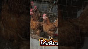 ป่วนฟาร์มไก่ปู่เท่ง เท่งโหน่งมาละจ้า เท่งเถิดเทิง โหน่งชะชะช่า