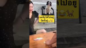 อย่าให้แม่จับได้นะ สุนัขน่ารัก สุนัขแสนรู้